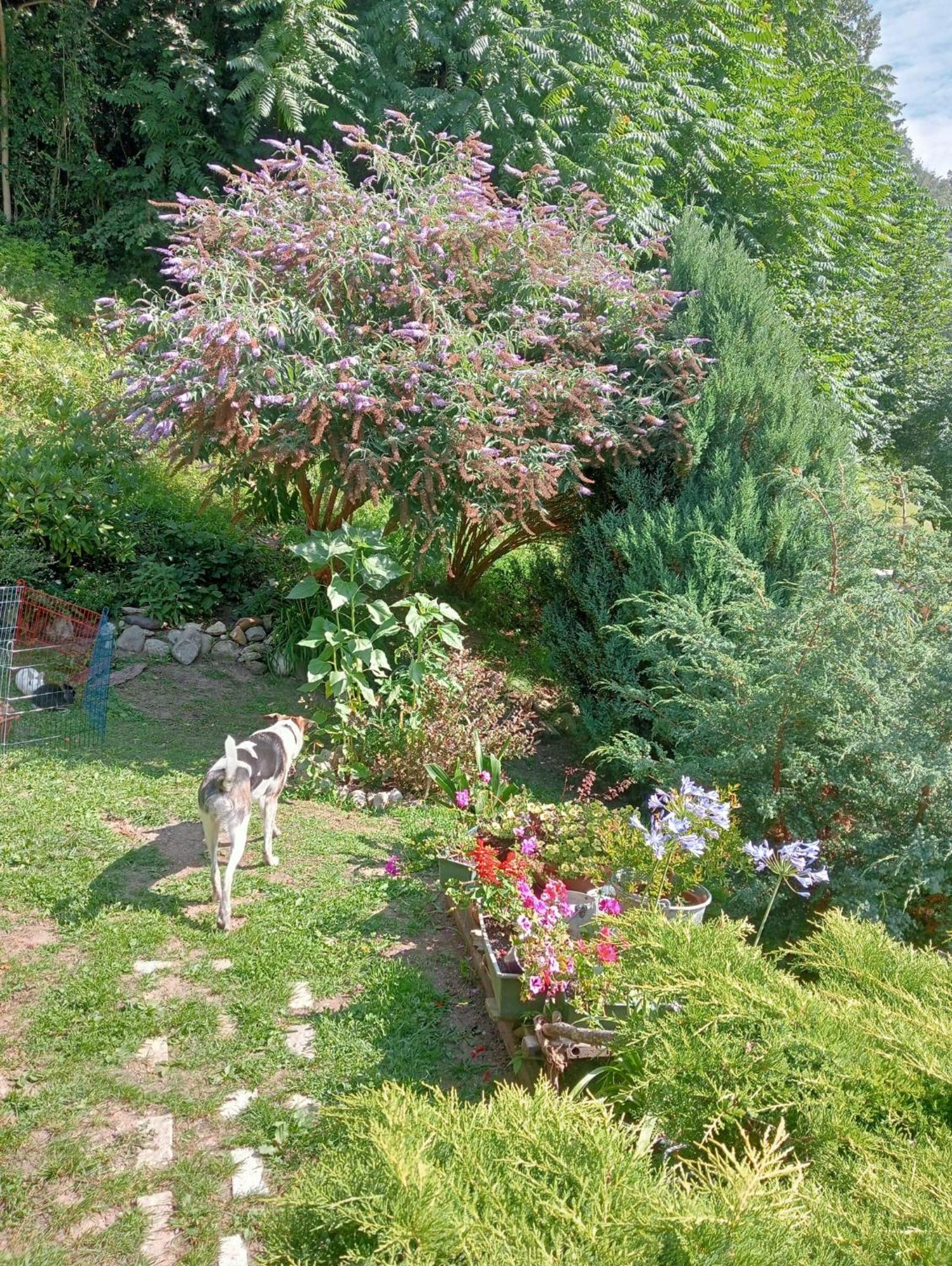 이메르 Il Ciliegio B&B 외부 사진